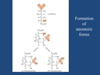 Formation
of
anomeric
forms
 