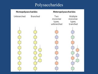 Polysaccharides
 
