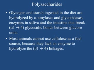 Polysaccharides
• Glycogen and starch ingested in the diet are
hydrolyzed by α-amylases and glycosidases,
enzymes in saliva and the intestine that break
(α1 → 4) glycosidic bonds between glucose
units.
• Most animals cannot use cellulose as a fuel
source, because they lack an enzyme to
hydrolyze the (β1 → 4) linkages.
 