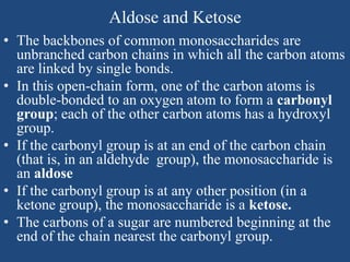 Aldose and Ketose
• The backbones of common monosaccharides are
unbranched carbon chains in which all the carbon atoms
are linked by single bonds.
• In this open-chain form, one of the carbon atoms is
double-bonded to an oxygen atom to form a carbonyl
group; each of the other carbon atoms has a hydroxyl
group.
• If the carbonyl group is at an end of the carbon chain
(that is, in an aldehyde group), the monosaccharide is
an aldose
• If the carbonyl group is at any other position (in a
ketone group), the monosaccharide is a ketose.
• The carbons of a sugar are numbered beginning at the
end of the chain nearest the carbonyl group.
 