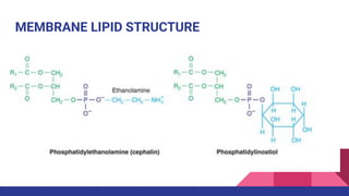 Medical Biochemistry _ INTRODUCTION TO LIPID_Dr. Fares_2025.pdf