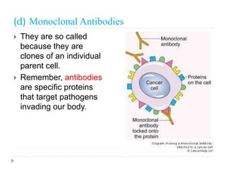 (d) Monoclonal Antibodies
 They are so called
because they are
clones of an individual
parent cell.
 Remember, antibodies
are specific proteins
that target pathogens
invading our body.
 