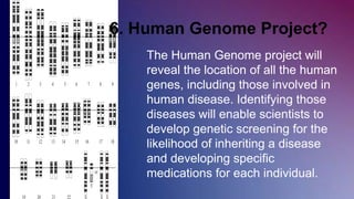 The Human Genome project will
reveal the location of all the human
genes, including those involved in
human disease. Identifying those
diseases will enable scientists to
develop genetic screening for the
likelihood of inheriting a disease
and developing specific
medications for each individual.
6. Human Genome Project?
 