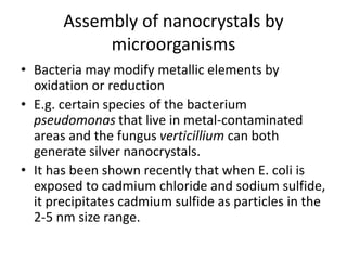 Assembly of nanocrystals by
microorganisms
• Bacteria may modify metallic elements by
oxidation or reduction
• E.g. certain species of the bacterium
pseudomonas that live in metal-contaminated
areas and the fungus verticillium can both
generate silver nanocrystals.
• It has been shown recently that when E. coli is
exposed to cadmium chloride and sodium sulfide,
it precipitates cadmium sulfide as particles in the
2-5 nm size range.
 