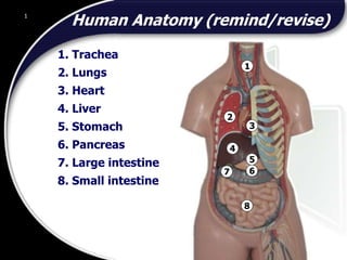 1
Human Anatomy (remind/revise)
1. Trachea
2. Lungs
3. Heart
4. Liver
5. Stomach
6. Pancreas
7. Large intestine
8. Small intestine
1
3
4
2
5
6
7
8
1
© 2002 Abertay Nationwide Training
 