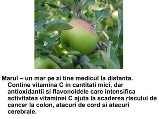 Marul – un mar pe zi tine medicul la distanta. Contine vitamina C in cantitati mici, dar antioxidantii si flavonoidele care intensifica activitatea vitaminei C ajuta la scaderea riscului de cancer la colon, atacuri de cord si atacuri cerebrale. 