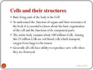 Cells and their structures
 Basic living unit of the body is the Cell
 To understand the function of organs and their structures of
the body it is essential to know about the basic organization
of the cell and the functions of its component parts
 The entire body contains about 100 trillions Cells .Among
this 25 trillion Cells are red blood cells which transport
oxygen form lungs to the tissues
 Generally all cells have ability to reproduce new cells when
they are destroyed
29 January 201911
 