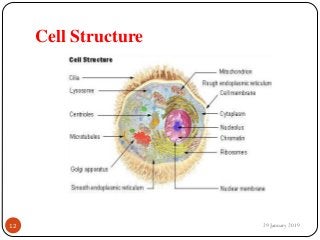 Cell Structure
29 January 201912
 
