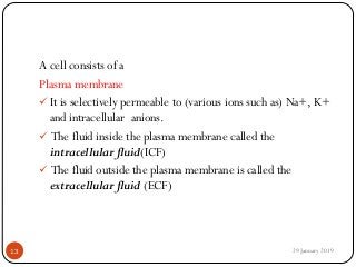 A cell consists of a
Plasma membrane
 It is selectively permeable to (various ions such as) Na+, K+
and intracellular anions.
 The fluid inside the plasma membrane called the
intracellular fluid(ICF)
 The fluid outside the plasma membrane is called the
extracellular fluid (ECF)
29 January 201913
 