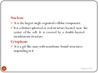 Nucleus:
 It is the largest single organized cellular component.
 It is a distinct spherical or oval structure located near the
center of the cell. It is covered by a double-layered
membranous structure
Cytoplasm:
 It is a gel-like mass with membrane-bound structures
suspending in it
29 January 201914
 