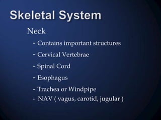 Neck
- Contains important structures
- Cervical Vertebrae
- Spinal Cord
- Esophagus
- Trachea or Windpipe
- NAV ( vagus, carotid, jugular )

 