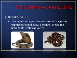 

REMEMBER!!!
 Identifying the type/species of snake can greatly

help the hospital medical personnel choose the
appropriate treatment to give

 