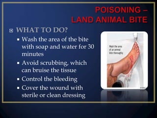 

WHAT TO DO?
Wash the area of the bite
with soap and water for 30
minutes
 Avoid scrubbing, which
can bruise the tissue
 Control the bleeding
 Cover the wound with
sterile or clean dressing


 