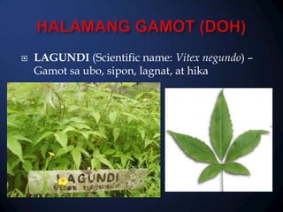 

LAGUNDI (Scientific name: Vitex negundo) –
Gamot sa ubo, sipon, lagnat, at hika

 