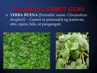 

YERBA BUENA (Scientific name: Clinopodium
douglasii)· - Gamot sa pananakit ng katawan,
ubo, sipon, hilo, at pangangati

 
