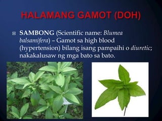 

SAMBONG (Scientific name: Blumea
balsamifera) – Gamot sa high blood
(hypertension) bilang isang pampaihi o diuretic;
nakakalusaw ng mga bato sa bato.

 