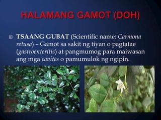 

TSAANG GUBAT (Scientific name: Carmona
retusa) – Gamot sa sakit ng tiyan o pagtatae
(gastroenteritis) at pangmumog para maiwasan
ang mga cavites o pamumulok ng ngipin.

 