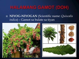 

NIYOG-NIYOGAN (Scientific name: Quiscalis
indica) – Gamot sa bulate sa tiyan

 
