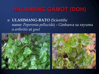 

ULASIMANG-BATO (Scientific
name: Peperonia pellucida) – Ginhawa sa rayuma
o arthritis at gout

 