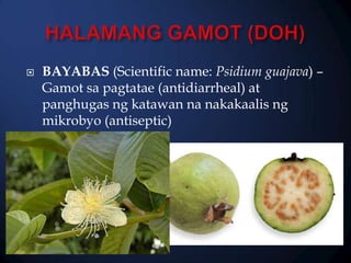 

BAYABAS (Scientific name: Psidium guajava) –
Gamot sa pagtatae (antidiarrheal) at
panghugas ng katawan na nakakaalis ng
mikrobyo (antiseptic)

 