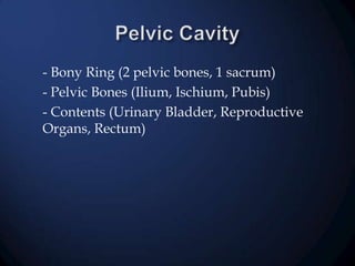 - Bony Ring (2 pelvic bones, 1 sacrum)
- Pelvic Bones (Ilium, Ischium, Pubis)
- Contents (Urinary Bladder, Reproductive
Organs, Rectum)

 