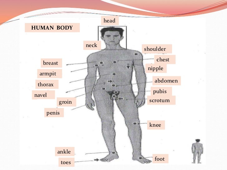 Medical english 1 unit 1 - b