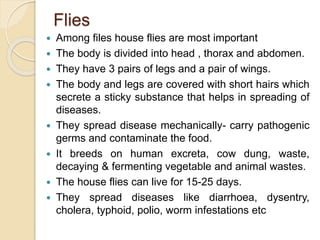 Flies
 Among files house flies are most important
 The body is divided into head , thorax and abdomen.
 They have 3 pairs of legs and a pair of wings.
 The body and legs are covered with short hairs which
secrete a sticky substance that helps in spreading of
diseases.
 They spread disease mechanically- carry pathogenic
germs and contaminate the food.
 It breeds on human excreta, cow dung, waste,
decaying & fermenting vegetable and animal wastes.
 The house flies can live for 15-25 days.
 They spread diseases like diarrhoea, dysentry,
cholera, typhoid, polio, worm infestations etc
 
