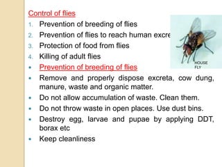 Control of flies
1. Prevention of breeding of flies
2. Prevention of flies to reach human excreta
3. Protection of food from flies
4. Killing of adult flies
 Prevention of breeding of flies
 Remove and properly dispose excreta, cow dung,
manure, waste and organic matter.
 Do not allow accumulation of waste. Clean them.
 Do not throw waste in open places. Use dust bins.
 Destroy egg, larvae and pupae by applying DDT,
borax etc
 Keep cleanliness
HOUSE
FLY
 