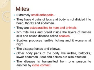 Mites
 Extremely small arthopods .
 They have 4 pairs of legs and body is not divided into
head, thorax and abdomen.
 They are ectoparasites to man and animals.
 Itch mite lives and breed inside the layers of human
skin and cause disease called scabies.
 Scabies produces terrible itching and it worsens at
night.
 The disease hands and elbows.
 Other body parts of the body like axillae, buttocks,
lower abdomen , feet and ankles are also affected.
 The disease is transmitted from one person to
another by close contact
 