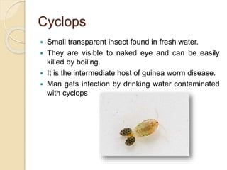 Cyclops
 Small transparent insect found in fresh water.
 They are visible to naked eye and can be easily
killed by boiling.
 It is the intermediate host of guinea worm disease.
 Man gets infection by drinking water contaminated
with cyclops
 