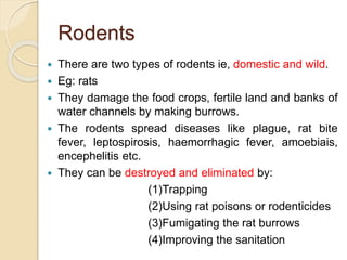 Rodents
 There are two types of rodents ie, domestic and wild.
 Eg: rats
 They damage the food crops, fertile land and banks of
water channels by making burrows.
 The rodents spread diseases like plague, rat bite
fever, leptospirosis, haemorrhagic fever, amoebiais,
encephelitis etc.
 They can be destroyed and eliminated by:
(1)Trapping
(2)Using rat poisons or rodenticides
(3)Fumigating the rat burrows
(4)Improving the sanitation
 