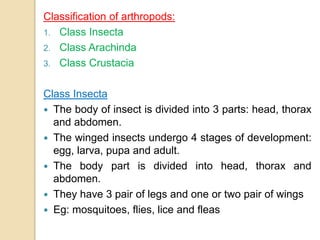Classification of arthropods:
1. Class Insecta
2. Class Arachinda
3. Class Crustacia
Class Insecta
 The body of insect is divided into 3 parts: head, thorax
and abdomen.
 The winged insects undergo 4 stages of development:
egg, larva, pupa and adult.
 The body part is divided into head, thorax and
abdomen.
 They have 3 pair of legs and one or two pair of wings
 Eg: mosquitoes, flies, lice and fleas
 