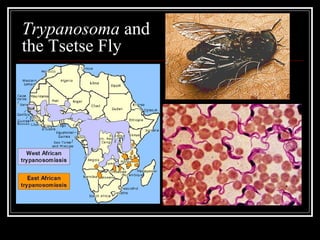 Trypanosoma and
the Tsetse Fly
 