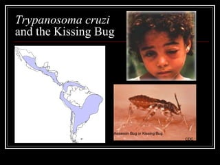 Trypanosoma cruzi
and the Kissing Bug
 