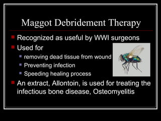 Maggot Debridement Therapy
 Recognized as useful by WWI surgeons
 Used for
 removing dead tissue from wound
 Preventing infection
 Speeding healing process
 An extract, Allontoin, is used for treating the
infectious bone disease, Osteomyelitis
 