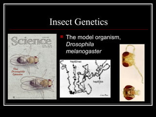 Insect Genetics
 The model organism,
Drosophila
melanogaster
 