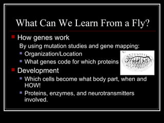 What Can We Learn From a Fly?
 How genes work
By using mutation studies and gene mapping:
 Organization/Location
 What genes code for which proteins
 Development
 Which cells become what body part, when and
HOW!
 Proteins, enzymes, and neurotransmitters
involved.
 