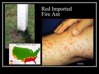 Red Imported
Fire Ant
 