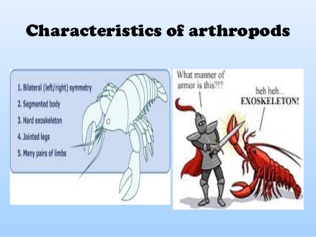 What are the common characteristics of arthropods?
