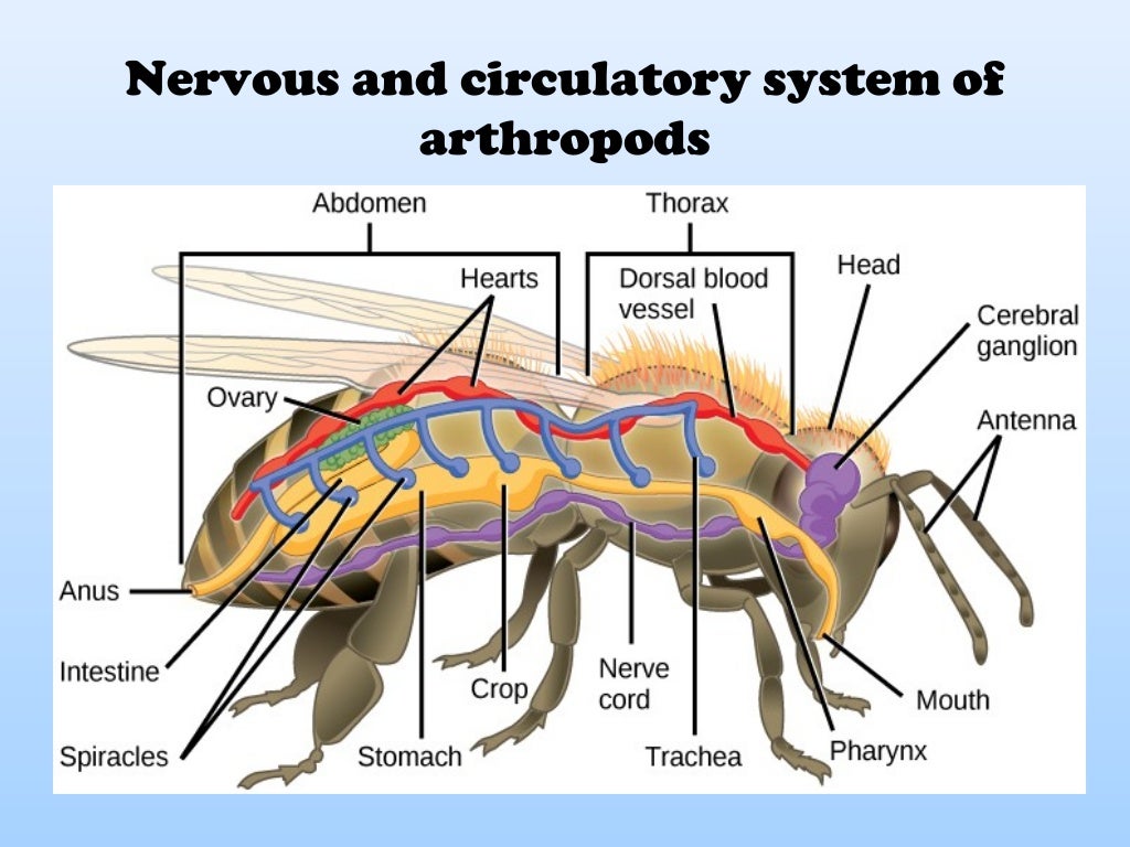 Medical entomology and vector bionomics