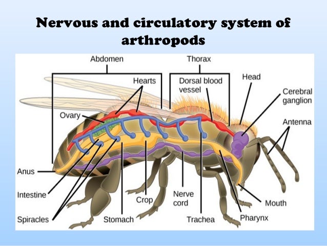 Medical entomology and vector bionomics