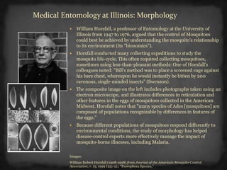  William Horsfall, a professor of Entomology at the University of
Illinois from 1947 to 1976, argued that the control of Mosquitoes
could best be achieved by understanding the mosquito's relationship
to its environment (its "bionomics").
 Horsfall conducted many collecting expeditions to study the
mosquito life-cycle. This often required collecting mosquitoes,
sometimes using less-than-pleasant methods: One of Horsfall's
colleagues noted: "Bill’s method was to place a screened cage against
his bare chest, whereupon he would instantly be bitten by 200
ravenous, single-minded insects" (Swenson).
 The composite image on the left includes photographs taken using an
electron microscope, and illustrates differences in reticulation and
other features in the eggs of mosquitoes collected in the American
Midwest. Horsfall notes that "many species of Ades [mosquitoes] are
composed of populations recognizable by differences in features of
the eggs."
 Because different populations of mosquitoes respond differently to
environmental conditions, the study of morphology has helped
disease-control experts more effectively manage the impact of
mosquito-borne illnesses, including Malaria.
Images:
William Robert Horsfall (1908-1998) from Journal of the American Mosquito Control
Association, v. 15, 1999 (251-2).; “Psorophora Species,”
Medical Entomology at Illinois: Morphology
 