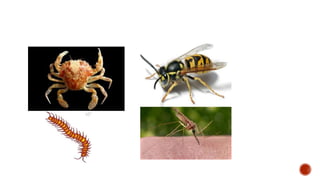 Medical Insecta Medical entomology | PPTX