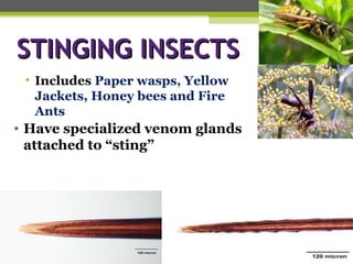 Midial Insects Medical Entomology , Insects of Medical importance.ppt