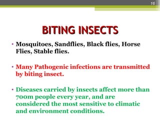 Medical Insecta Medical Entomology , Insects of Medical importance.ppt