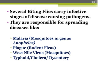 Midial Insects Medical Entomology , Insects of Medical importance.ppt