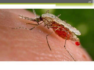 Midial Insects Medical Entomology , Insects of Medical importance.ppt