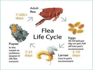 sand flea life span