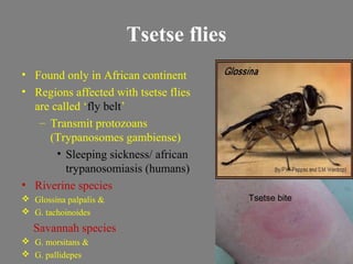 Medical entomology "the need to know about little creatures" | PPT