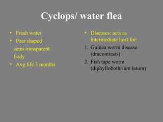 Medical entomology 